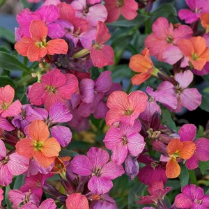 6 x giroflée  - erysimum 'constant cheer'  - godet 9x9 cm