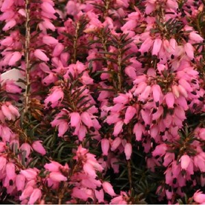 2 x bruyère des neiges rouge - erica carnea  - 10-12 cm pot
