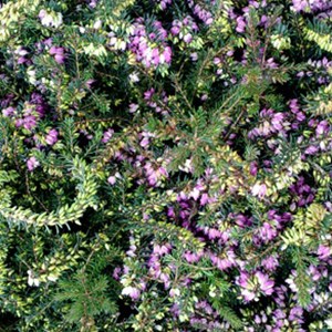 2 x bruyère des neiges rouge - erica carnea  - 15-20 cm pot