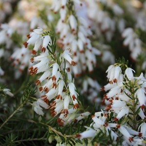 2 x bruyère des neiges blanc - erica carnea  - 15-20 cm pot