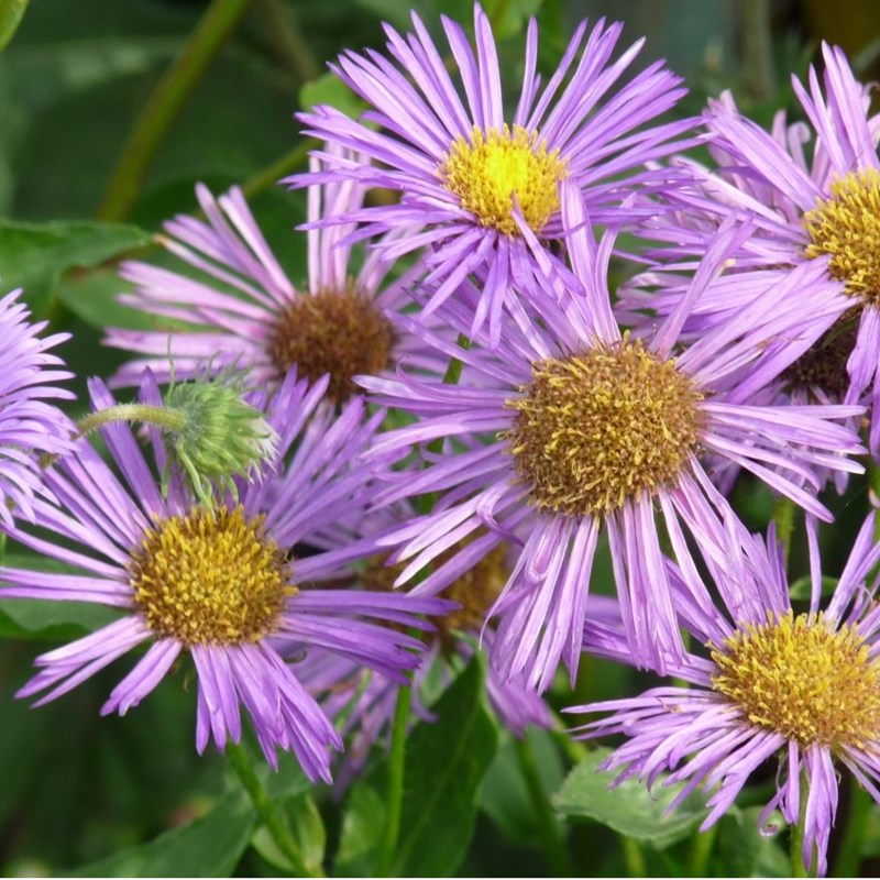 Arborix - 6 x vergerette  - erigeron 'dunkelste aller'  - godet 9x9 cm