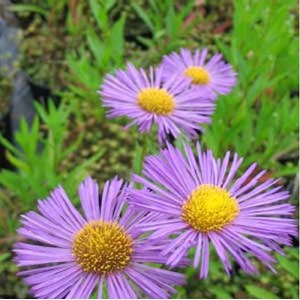 6 x vergerette  - erigeron 'dunkelste aller'  - godet 9x9 cm