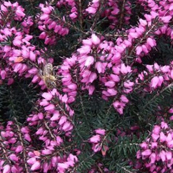 Arborix - 2 x bruyère des neiges rouge - erica darleyensis  - 15-20 cm pot