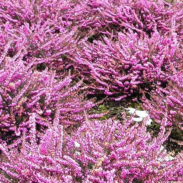 Arborix - 2 x bruyère des neiges rose - erica darleyensis  - 12-15 cm pot