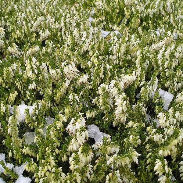 Arborix - 2 x bruyère des neiges blanc - erica darleyensis  - 12-15 cm pot