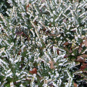 2 x bruyère des neiges blanc - erica darleyensis  - 15-20 cm pot