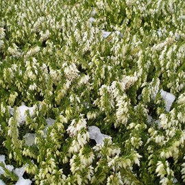 2 x bruyère des neiges blanc - erica darleyensis  - 15-20 cm pot