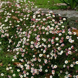 6 x vergerette de karvinski - erigeron karvinskianus  - godet 9x9 cm