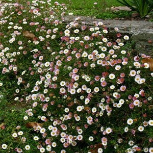 6 x vergerette de karvinski - erigeron karvinskianus  - godet 9x9 cm