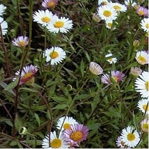 6 x vergerette de karvinski - erigeron karvinskianus  - godet 9x9 cm
