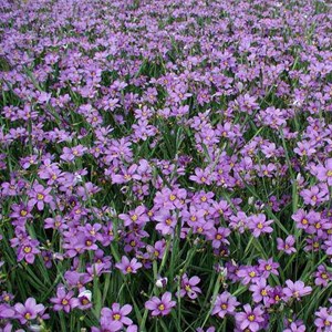 6 x érodium de manesceau - erodium manescavii  - godet 9x9 cm