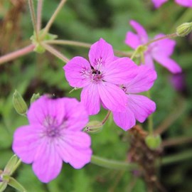 6 x érodium de manesceau - erodium manescavii  - godet 9x9 cm