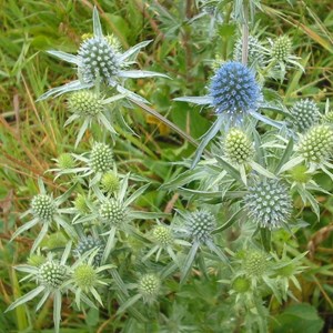 6 x chardon bleu - eryngium planum  - godet 9x9 cm