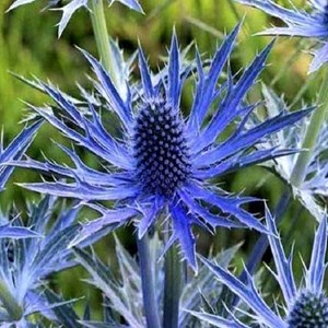 6 x chardon bleu - eryngium planum  - godet 9x9 cm