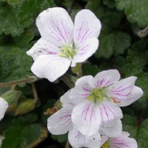 Erodium reichardii 'album' - godet 9x9 cm