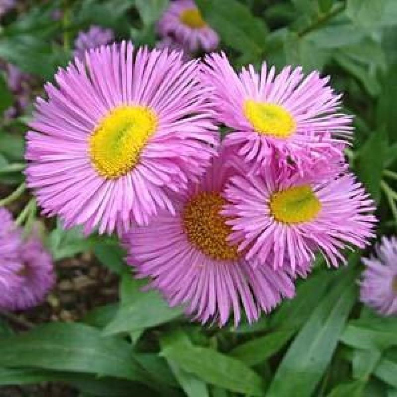 Arborix - 6 x vergerette  - erigeron 'rosa jewel'  - godet 9x9 cm
