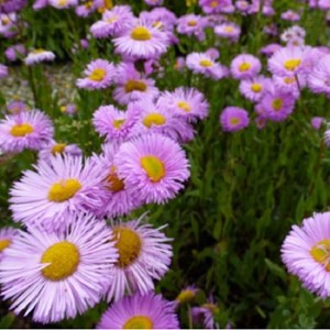 6 x vergerette  - erigeron 'rosa jewel'  - godet 9x9 cm