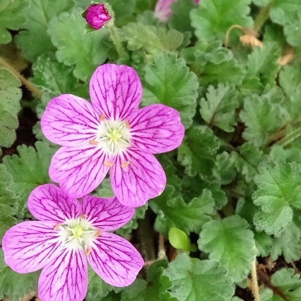 Arborix - 6 x érodium  - erodium variabile 'bishop's form'  - godet 9x9 cm