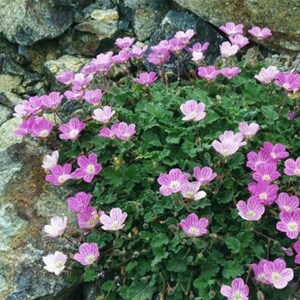 6 x érodium  - erodium variabile 'flore pleno'  - godet 9x9 cm