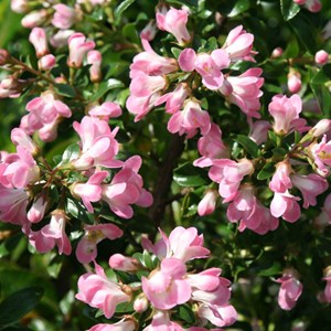 2 x escallonia 'apple blossom' - 40-50 cm pot