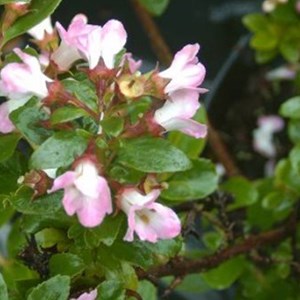2 x escallonia 'apple blossom' - 40-50 cm pot