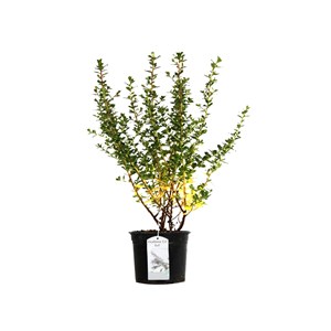 2 x escallonia 'c.f. Ball' - 40-50 cm pot