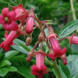 2 x escallonia 'c.f. Ball' - 40-50 cm pot