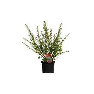 2 x escallonia 'donard radiance' - 40-50 cm pot