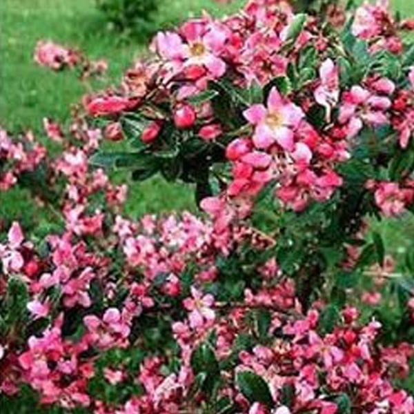 Arborix - 2 x escallonia 'donard radiance' - 40-50 cm pot