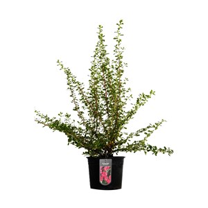 2 x escallonia 'dart's rosyred' - 40-50 cm pot