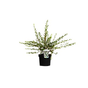 2 x escallonia 'donard seedling' - 40-50 cm pot