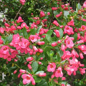 2 x escallonia 'donard seedling' - 40-50 cm pot