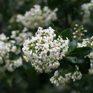 2 x escallonia 'iveyi' - 30-40 cm pot