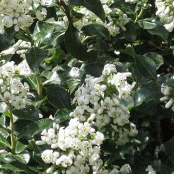 Arborix - 2 x escallonia 'iveyi' - 30-40 cm pot