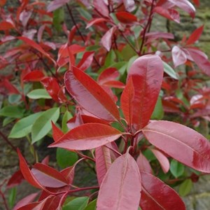 2 x escallonia rubra 'crimson spire' - 40-50 cm pot