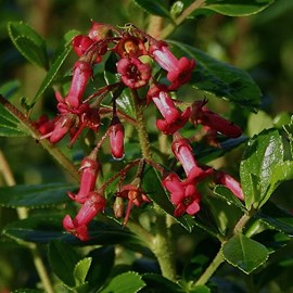 2 x escallonia rubra 'crimson spire' - 40-50 cm pot