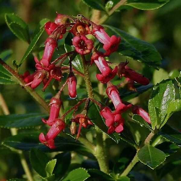 Arborix - 2 x escallonia rubra 'crimson spire' - 40-50 cm pot