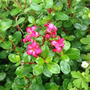 2 x escallonia 'red dream' - 20-25 cm pot