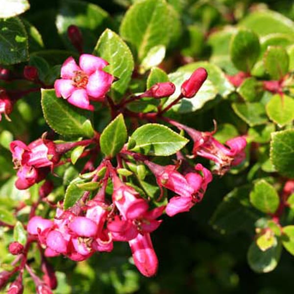 Arborix - 2 x escallonia 'red dream' - 20-25 cm pot