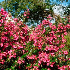 2 x escallonia rubra macrantha - 40-50 cm pot