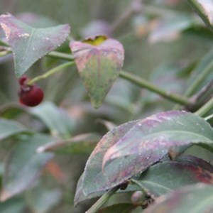 Fusain ailé  - euonymus alatus 'compactus'  - 30-40 cm pot