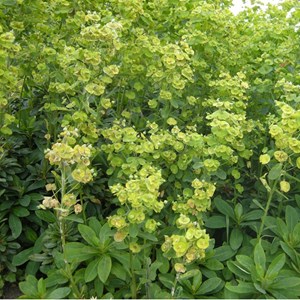 6 x euphorbe des bois 'robbiae' - euphorbia amygdaloides robbiae - godet 9x9 cm