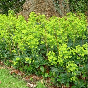 6 x euphorbe des bois 'robbiae' - euphorbia amygdaloides robbiae - godet 9x9 cm