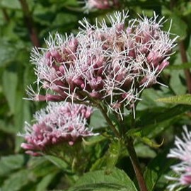 6 x eupatoire chanvrine - eupatorium cannabinum  - godet 9x9 cm