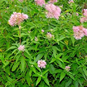 6 x eupatoire chanvrine - eupatorium cannabinum  - godet 9x9 cm