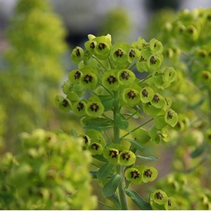 6 x euphorbe des vallons - euphorbia characias 'black pearl'  - godet 9x9 cm