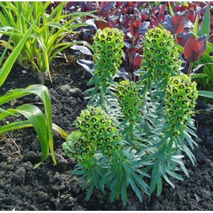 6 x euphorbe des vallons - euphorbia characias 'black pearl'  - godet 9x9 cm