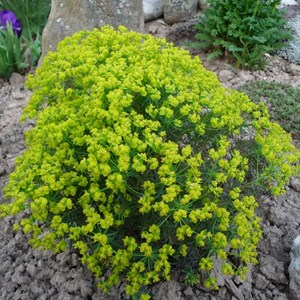 6 x euphorbe petit-cyprès - euphorbia cyparissias 'clarice howard' - godet 9x9