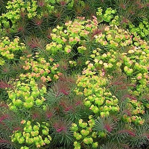 6 x euphorbe petit-cyprès - euphorbia cyparissias 'clarice howard' - godet 9x9