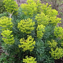 6 x euphorbe des vallons  - euphorbia characias 'forescate'  - godet 9x9 cm